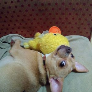 Meet your Posher, Kris